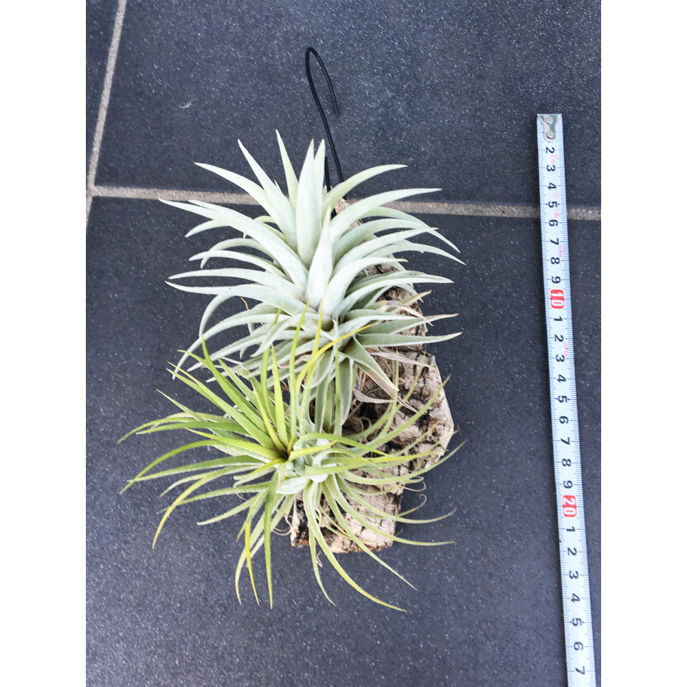 第四種郵便 エアープランツ ベルティナ イオナンタ コルクに寄せ植え ティランジア チランジア アナナス 売買されたオークション情報 Yahooの商品情報をアーカイブ公開 オークファン Aucfan Com 第四種郵便 エアープランツ ベルティナ イオナンタ コルクに寄せ植え ティランジア チランジア アナナス 売買されたオークション情報 Yahooの商品情報をアーカイブ公開 オークファン Aucfan Com