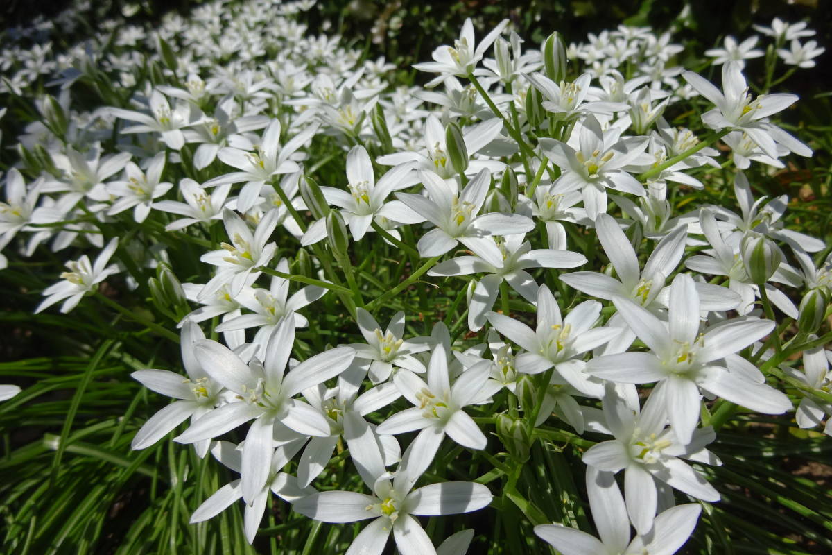 アマナ 山野草別名１１時の貴婦人 ベツレヘムの星と呼ぶ 優美 貴賓のある純白の花 園芸店など は売っておらず とこしえの美しい花 球根 売買されたオークション情報 Yahooの商品情報をアーカイブ公開 オークファン Aucfan Com