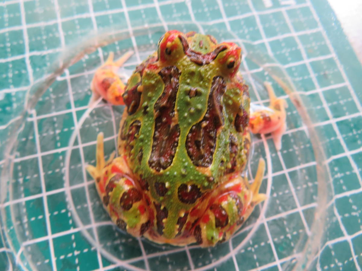 ベルツノガエル 画像の子 カエル 売買されたオークション情報 Yahooの商品情報をアーカイブ公開 オークファン Aucfan Com