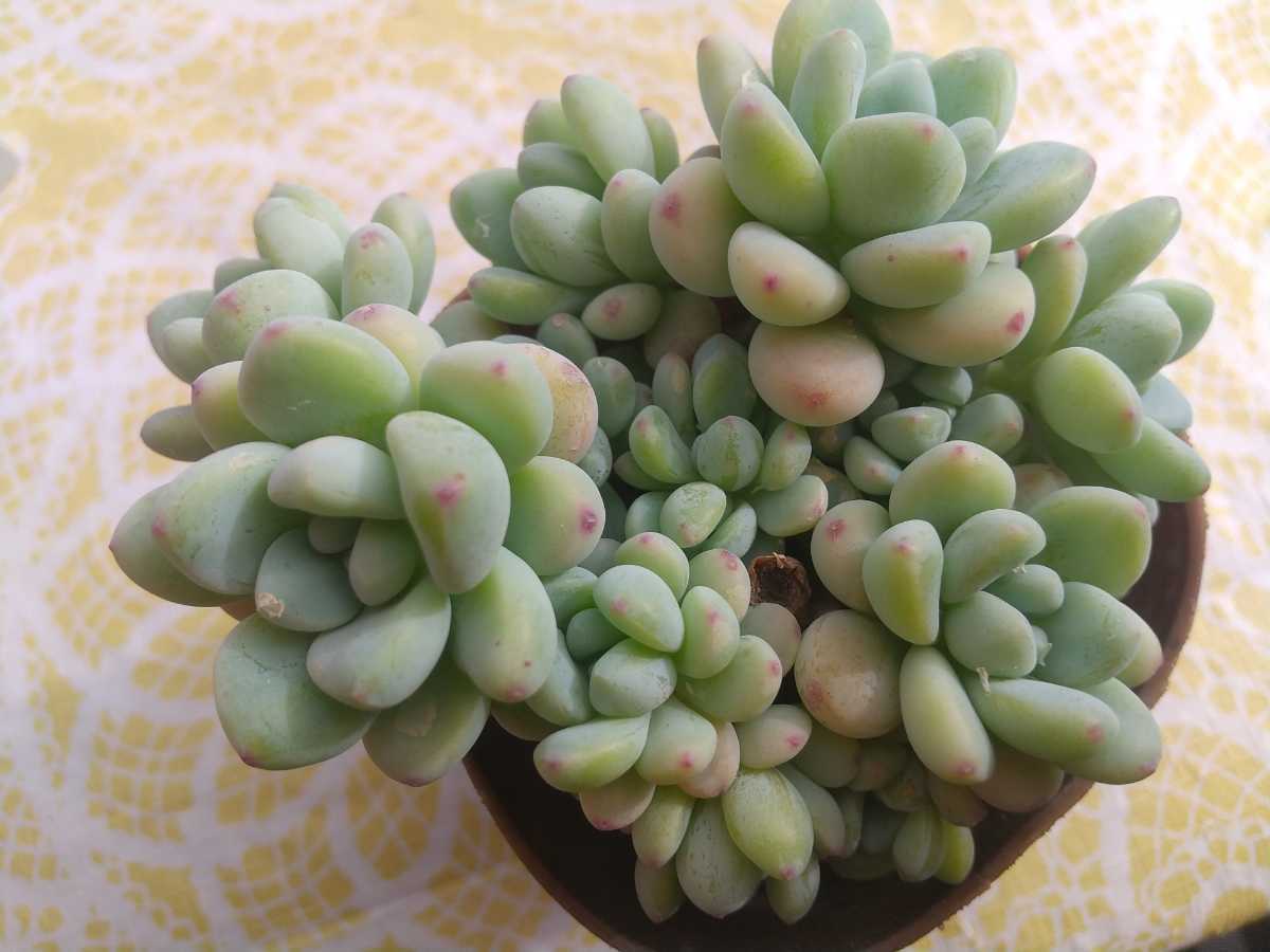 ちょっぴり大きめ ロッティ 群生 セダム 多肉植物 ポット苗 ポットごと発送 サボテン 売買されたオークション情報 Yahooの商品情報をアーカイブ公開 オークファン Aucfan Com ちょっぴり大きめ ロッティ 群生 セダム 多肉植物 ポット苗 ポットごと発送 サボテン 売買されたオークション情報 Yahooの商品情報をアーカイブ公開 オークファン Aucfan Com