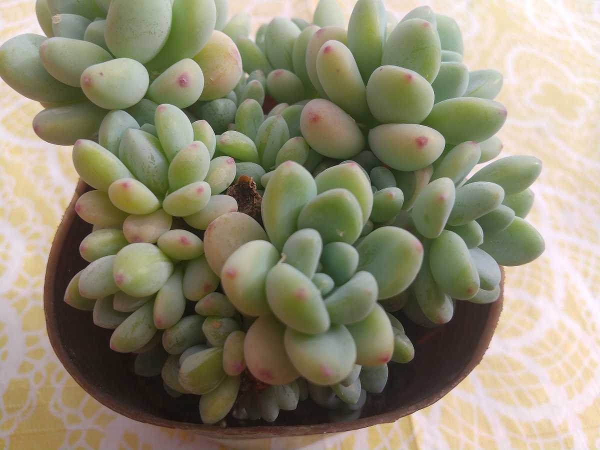 ちょっぴり大きめ ロッティ 群生 セダム 多肉植物 ポット苗 ポットごと発送 サボテン 売買されたオークション情報 Yahooの商品情報をアーカイブ公開 オークファン Aucfan Com ちょっぴり大きめ ロッティ 群生 セダム 多肉植物 ポット苗 ポットごと発送 サボテン 売買されたオークション情報 Yahooの商品情報をアーカイブ公開 オークファン Aucfan Com