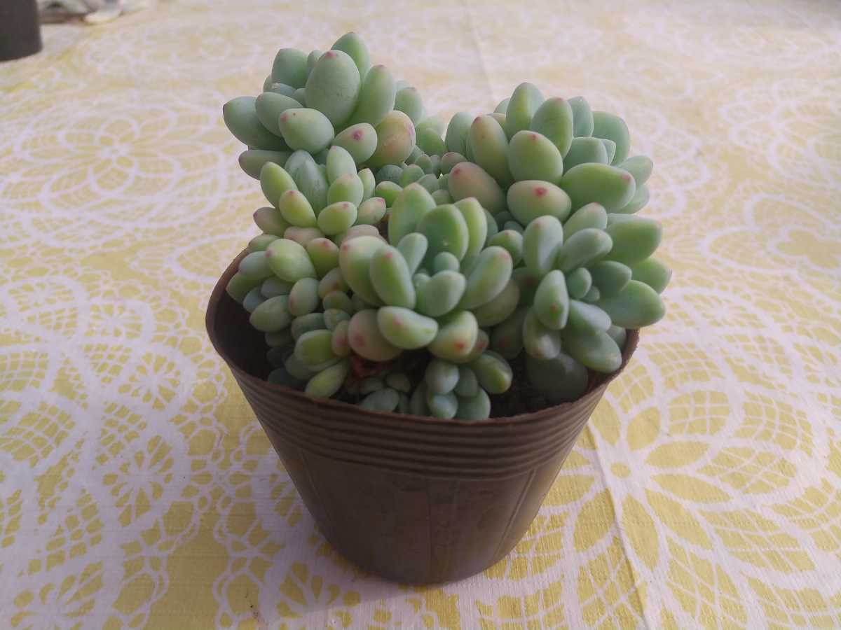 ちょっぴり大きめ ロッティ 群生 セダム 多肉植物 ポット苗 ポットごと発送 サボテン 売買されたオークション情報 Yahooの商品情報をアーカイブ公開 オークファン Aucfan Com ちょっぴり大きめ ロッティ 群生 セダム 多肉植物 ポット苗 ポットごと発送 サボテン 売買されたオークション情報 Yahooの商品情報をアーカイブ公開 オークファン Aucfan Com