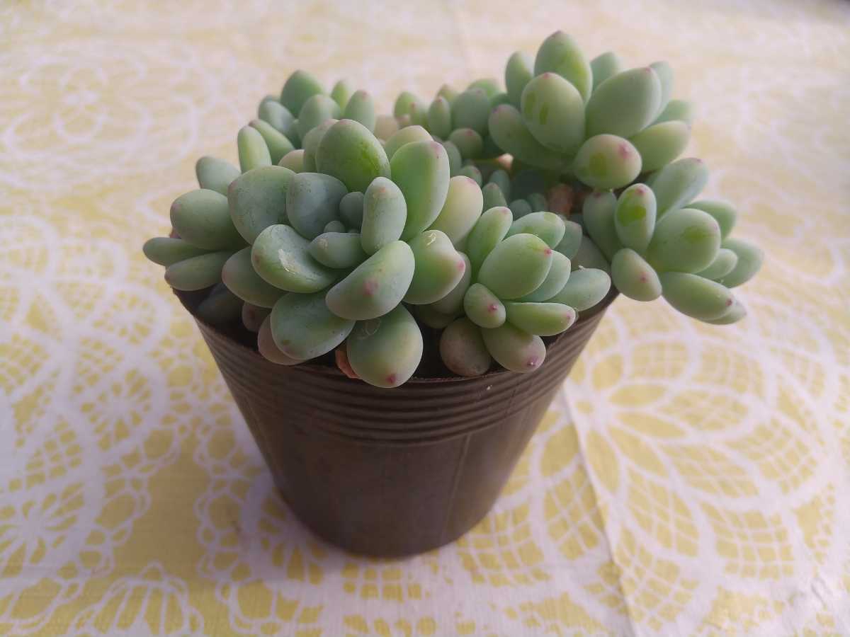 ちょっぴり大きめ ロッティ 群生 セダム 多肉植物 ポット苗 ポットごと発送 サボテン 売買されたオークション情報 Yahooの商品情報をアーカイブ公開 オークファン Aucfan Com ちょっぴり大きめ ロッティ 群生 セダム 多肉植物 ポット苗 ポットごと発送 サボテン 売買されたオークション情報 Yahooの商品情報をアーカイブ公開 オークファン Aucfan Com