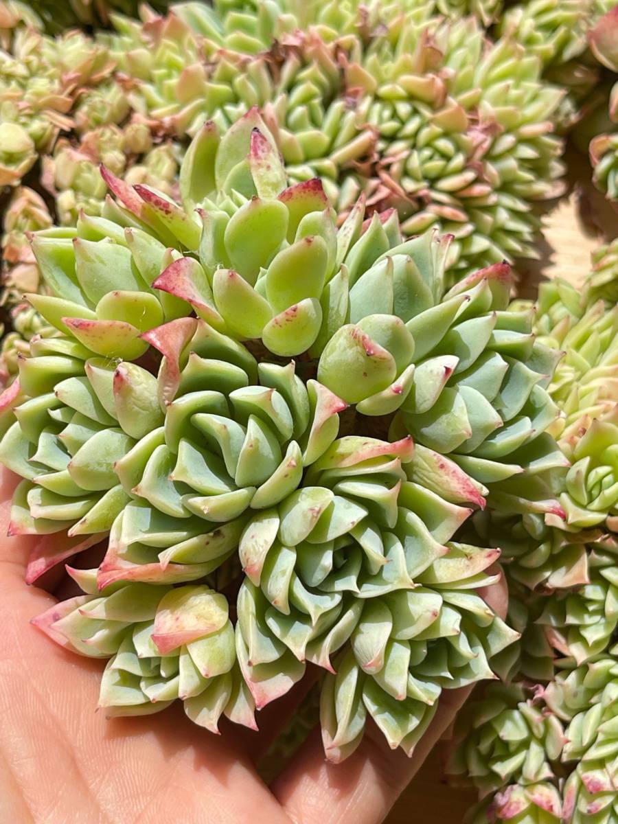 Echeveria Pansy 大群生 １５cm 以上 50 Www arquiteturaeconstrucao Com Br