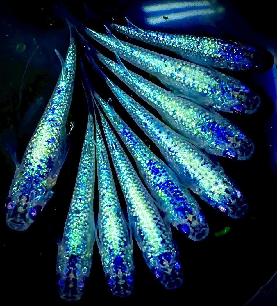 愛めだか サファイア 極上ラメ 限定 大 ラメ 背びれあり 特選 メダカ卵 高級メダカ 鬼ラメ メダカ有精卵 10個 A 有精卵 稀少種 めだか 売買されたオークション情報 Yahooの商品情報をアーカイブ公開 オークファン Aucfan Com