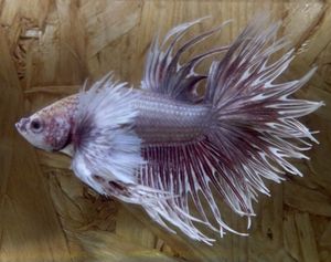 48プラチナブラックグリッセルドラゴンハーフムーンフェザー 極楽ファーム ベタ Betta New 熱帯魚 闘魚 希少 ベタ Www Gendarmerie Sn