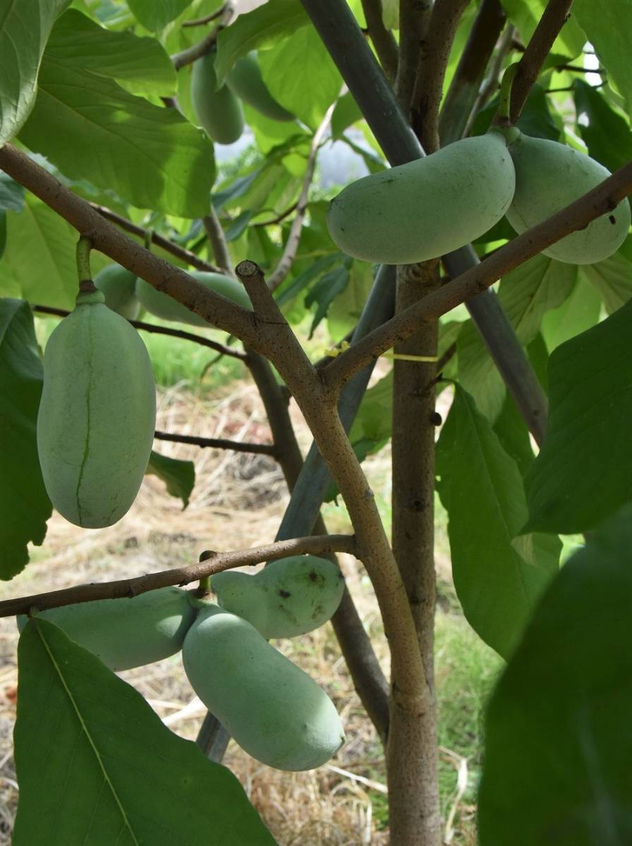 接ぎ木 ポポーの穂木 選べる3芽x2品種 品種物 苗 売買されたオークション情報 Yahooの商品情報をアーカイブ公開 オークファン Aucfan Com