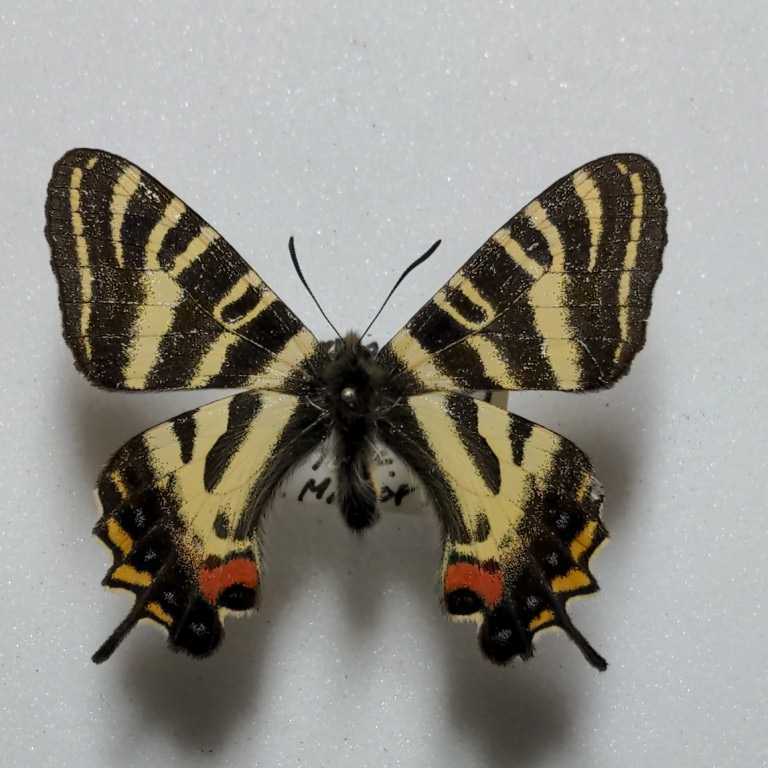 ギフチョウ 国産蝶標本 滋賀県伊香郡余呉町産 Yahoo!オークション