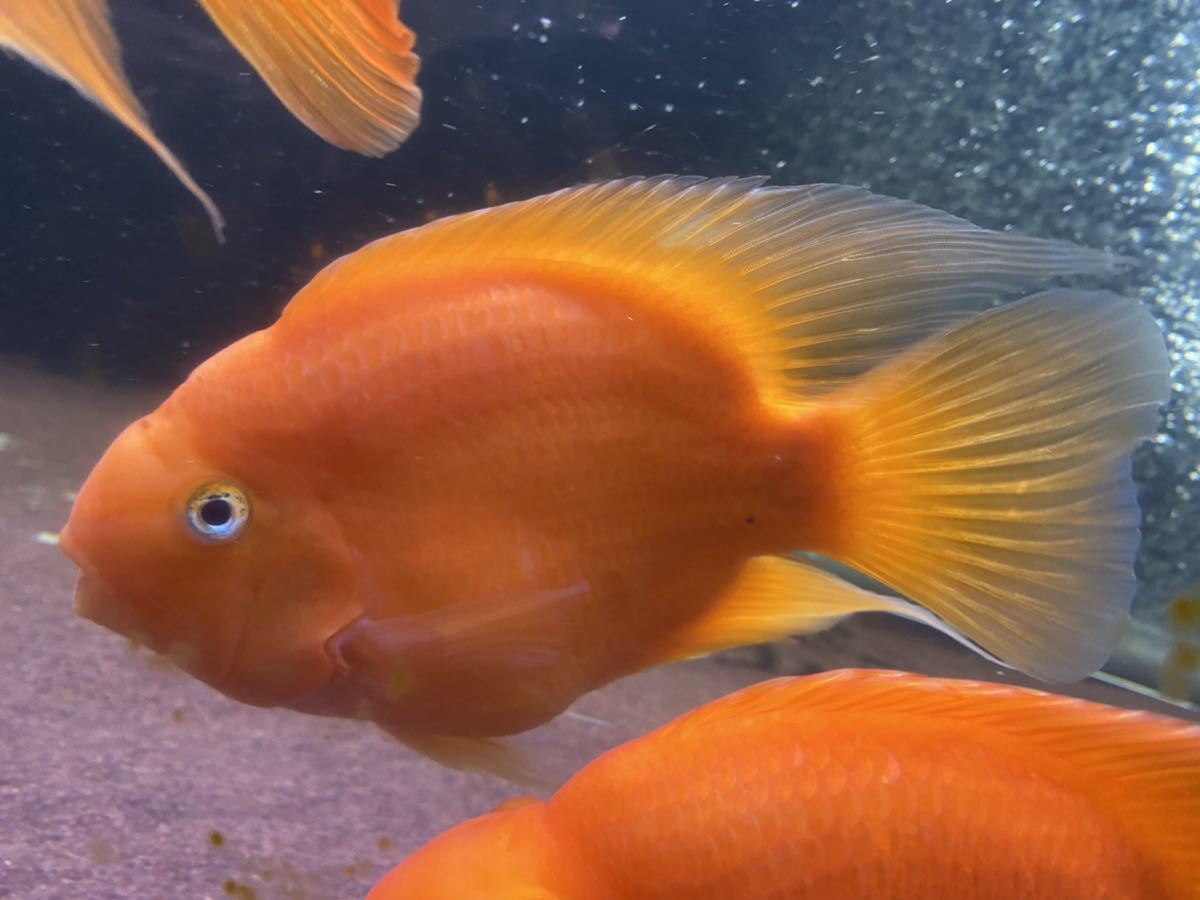 大きい キングコングパロット cm キングコング パロット ファイヤー シクリッド カラーパロット レッド 赤 淡水魚 売買されたオークション情報 Yahooの商品情報をアーカイブ公開 オークファン Aucfan Com