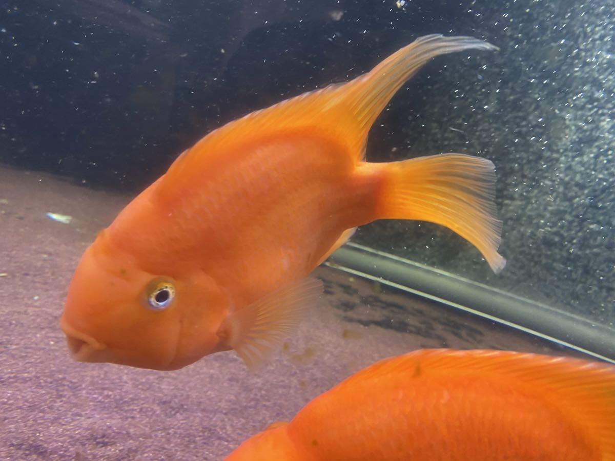 大きい キングコングパロット cm キングコング パロット ファイヤー シクリッド カラーパロット レッド 赤 淡水魚 売買されたオークション情報 Yahooの商品情報をアーカイブ公開 オークファン Aucfan Com