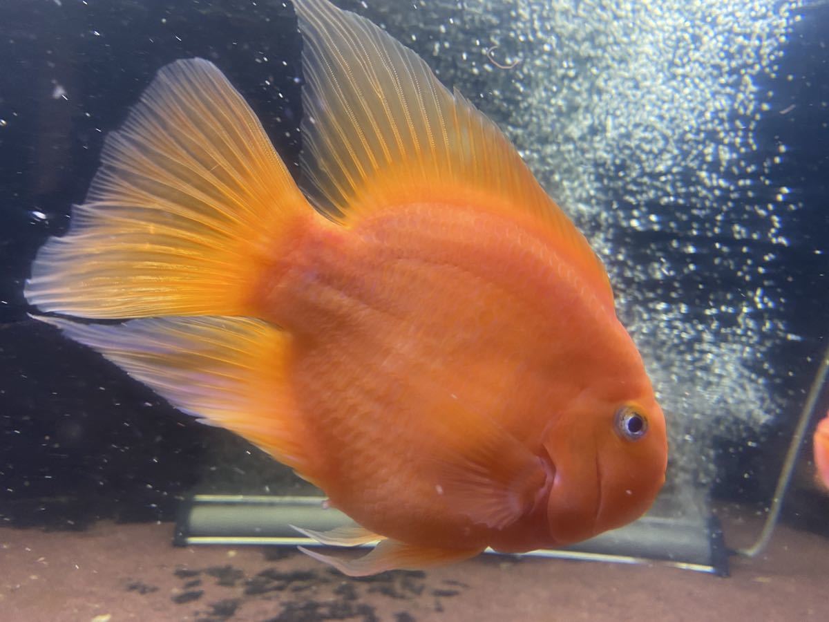 大きい キングコングパロット cm キングコング パロット ファイヤー シクリッド カラーパロット レッド 赤 淡水魚 売買されたオークション情報 Yahooの商品情報をアーカイブ公開 オークファン Aucfan Com