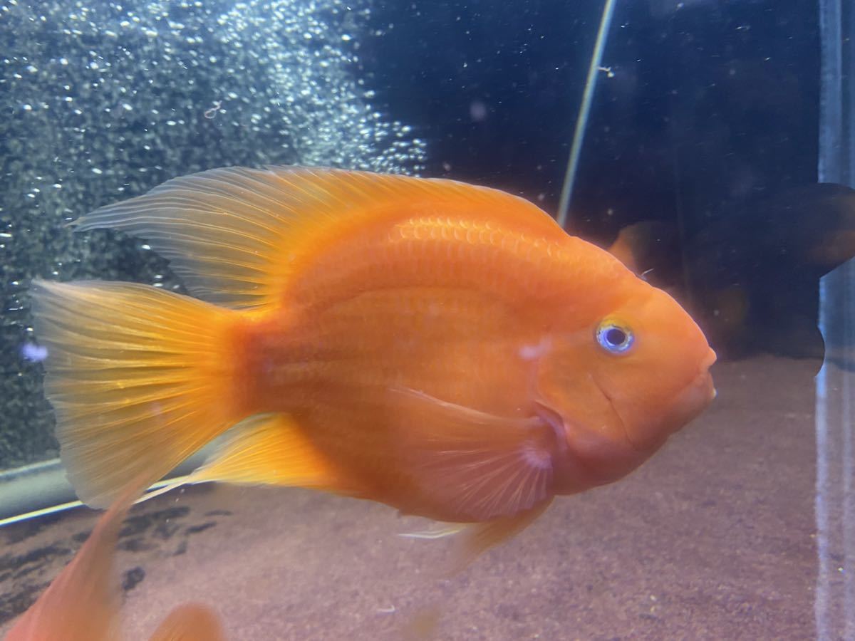 大きい キングコングパロット cm キングコング パロット ファイヤー シクリッド カラーパロット レッド 赤 淡水魚 売買されたオークション情報 Yahooの商品情報をアーカイブ公開 オークファン Aucfan Com