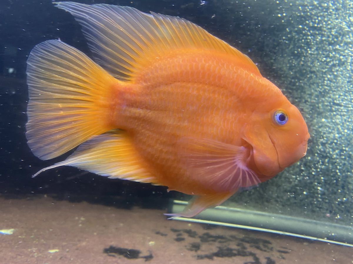 大きい キングコングパロット cm キングコング パロット ファイヤー シクリッド カラーパロット レッド 赤 淡水魚 売買されたオークション情報 Yahooの商品情報をアーカイブ公開 オークファン Aucfan Com