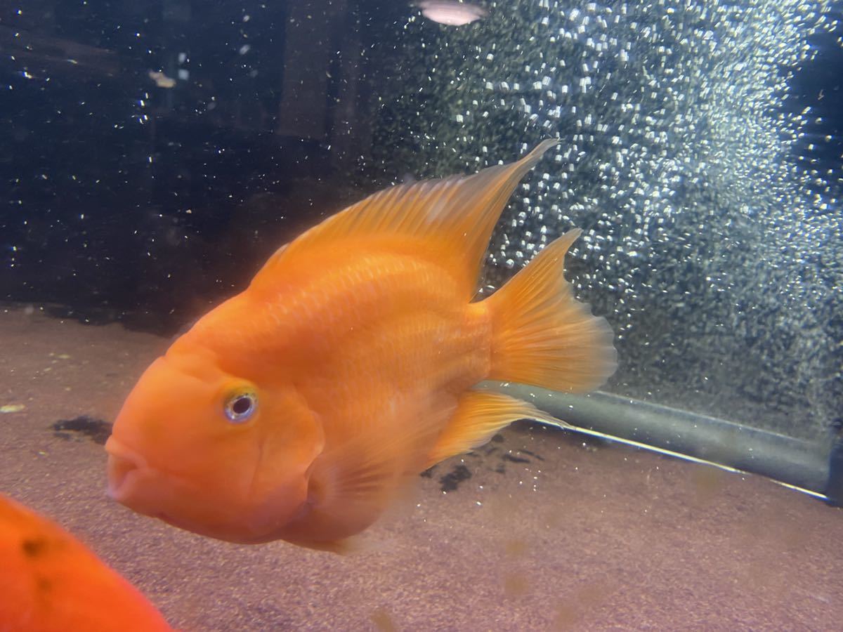 大きい キングコングパロット cm キングコング パロット ファイヤー シクリッド カラーパロット レッド 赤 淡水魚 売買されたオークション情報 Yahooの商品情報をアーカイブ公開 オークファン Aucfan Com