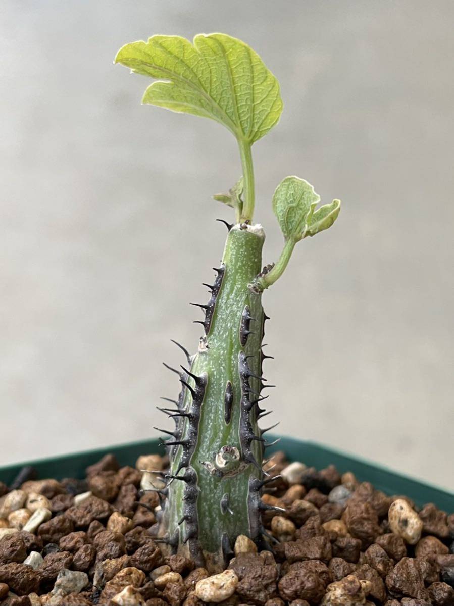 Adenia aculeata アデニア アクレアータ 挿し木 発根済み
