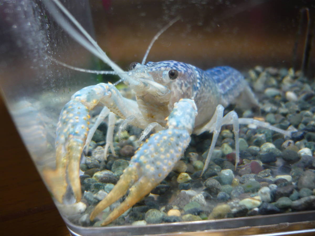 送料198円 ブルー系のオス ザリガニ メダカ水槽 Red Talons Blue Crayfish 自由研究 甲殻類 売買されたオークション情報 Yahooの商品情報をアーカイブ公開 オークファン Aucfan Com