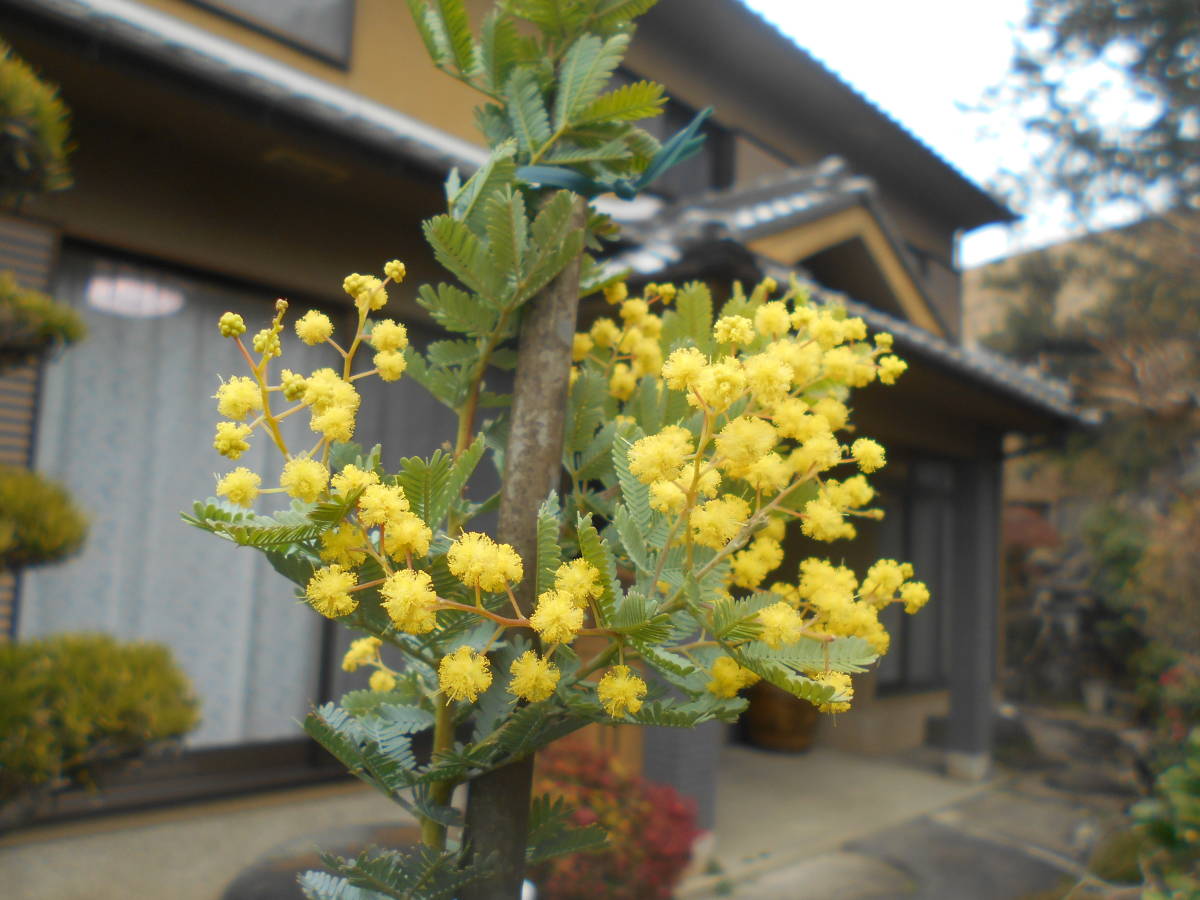 人気の常緑樹 ミモザアカシア 花芽付き 高さ約1 8ｍ 鉢入り Sakumoto Co Jp
