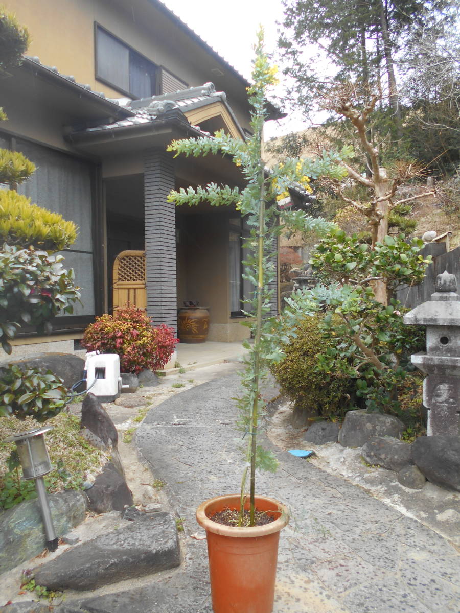 人気の常緑樹 ミモザアカシア 花芽付き 高さ約1 8ｍ 鉢入り Sakumoto Co Jp