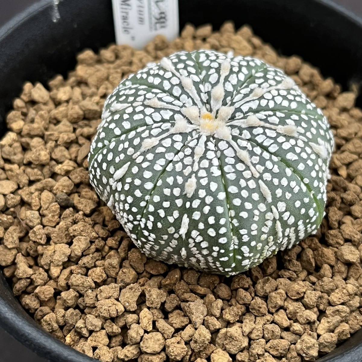 ☆奈研☆サボテン・多肉植物☆375☆ ミラクル兜 実生Astrophytum