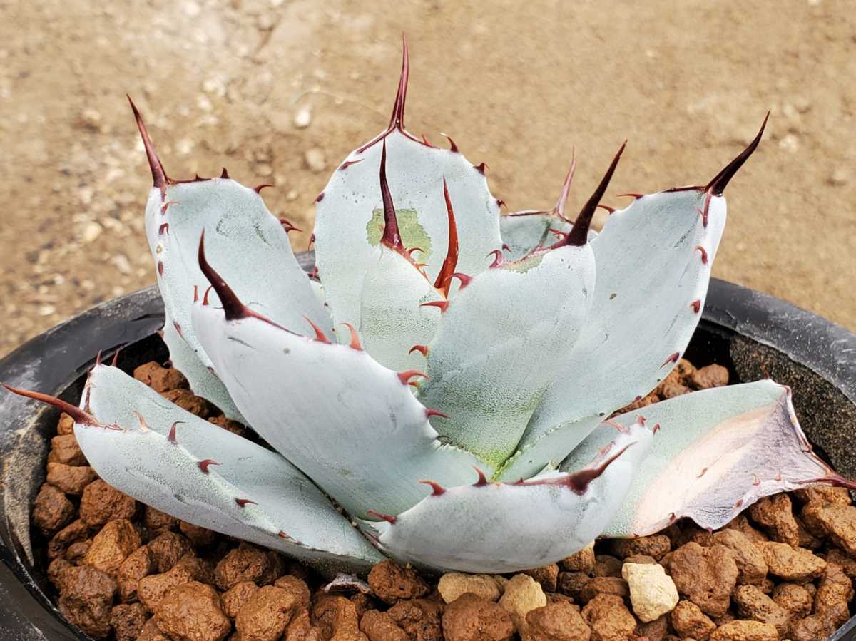 アガベ パリー トランカータ 約10cm【5枚目親株写真(非売品)】多肉植物 