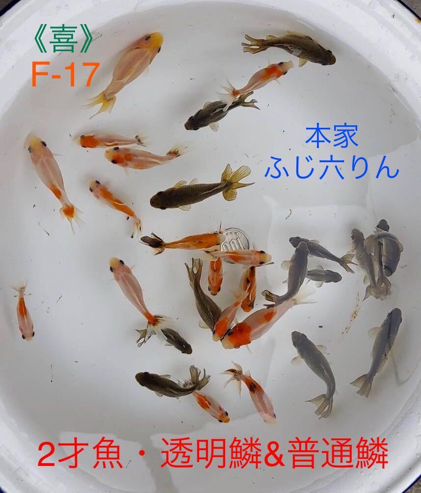 喜 F 17 本家ふじ六りん 透明鱗と普通鱗 2才魚 1枚目画像全部 地金 桜六鱗 ロクリン 江戸地金 藤ロクリン 動画有り Sakumoto Co Jp 喜 F 17 本家ふじ六りん 透明鱗と普通鱗 2才魚 1枚目画像全部 地金 桜六鱗 ロクリン 江戸地金 藤ロクリン 動画有り Sakumoto Co Jp