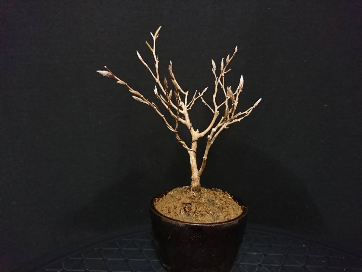 姫沙羅 ヒメシャラ 小品盆栽