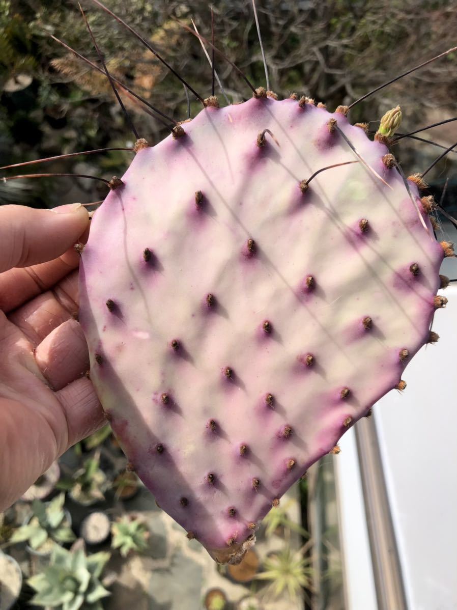 多肉植物・サボテン オプンチア・ビオラセア サンタリタ
