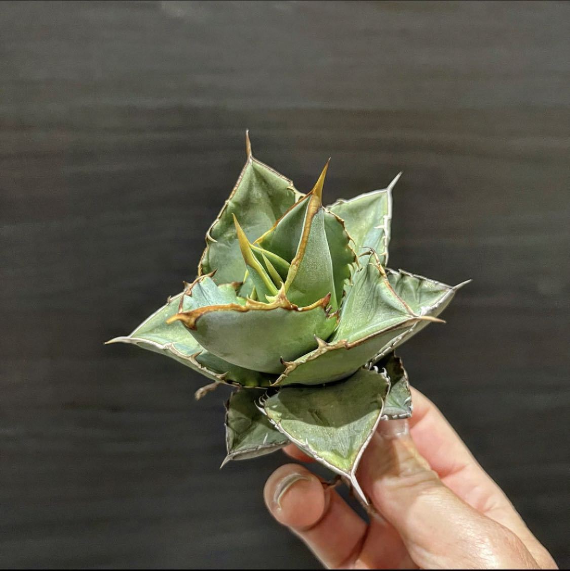 ラ122 「現地」ユーフォルビア クリスパ 抜き苗【/最新到着・Euphorbia