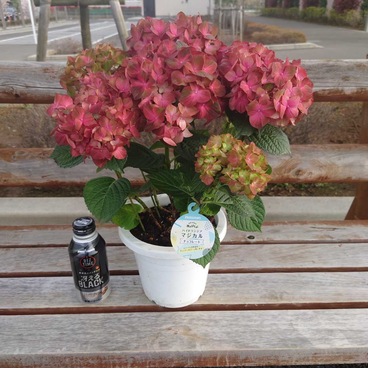 得価，本物保証 ライチ苗木☆玉荷包レイシ取木苗