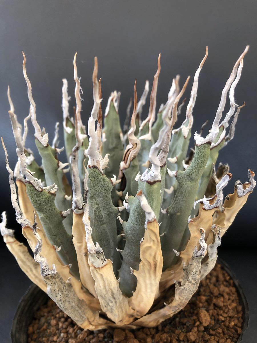 agave-isthmensis-kabutogani-v0-xoga76z07n4h1