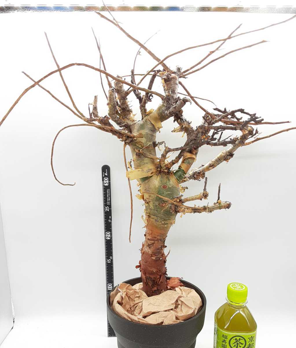 3/26輸入 C107 コミフォラ インシサ Commiphora Incisa 塊根植物 3/26輸入 C107 コミフォラ インシサ Commiphora Incisa 塊根植物
