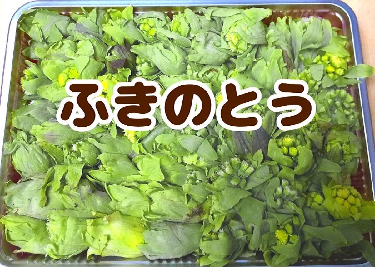 新鮮山菜 フキノトウ ふきのとう 新潟県産 天然物 朝採れ 天ぷらや蕗味噌に 山菜 売買されたオークション情報 Yahooの商品情報をアーカイブ公開 オークファン Aucfan Com