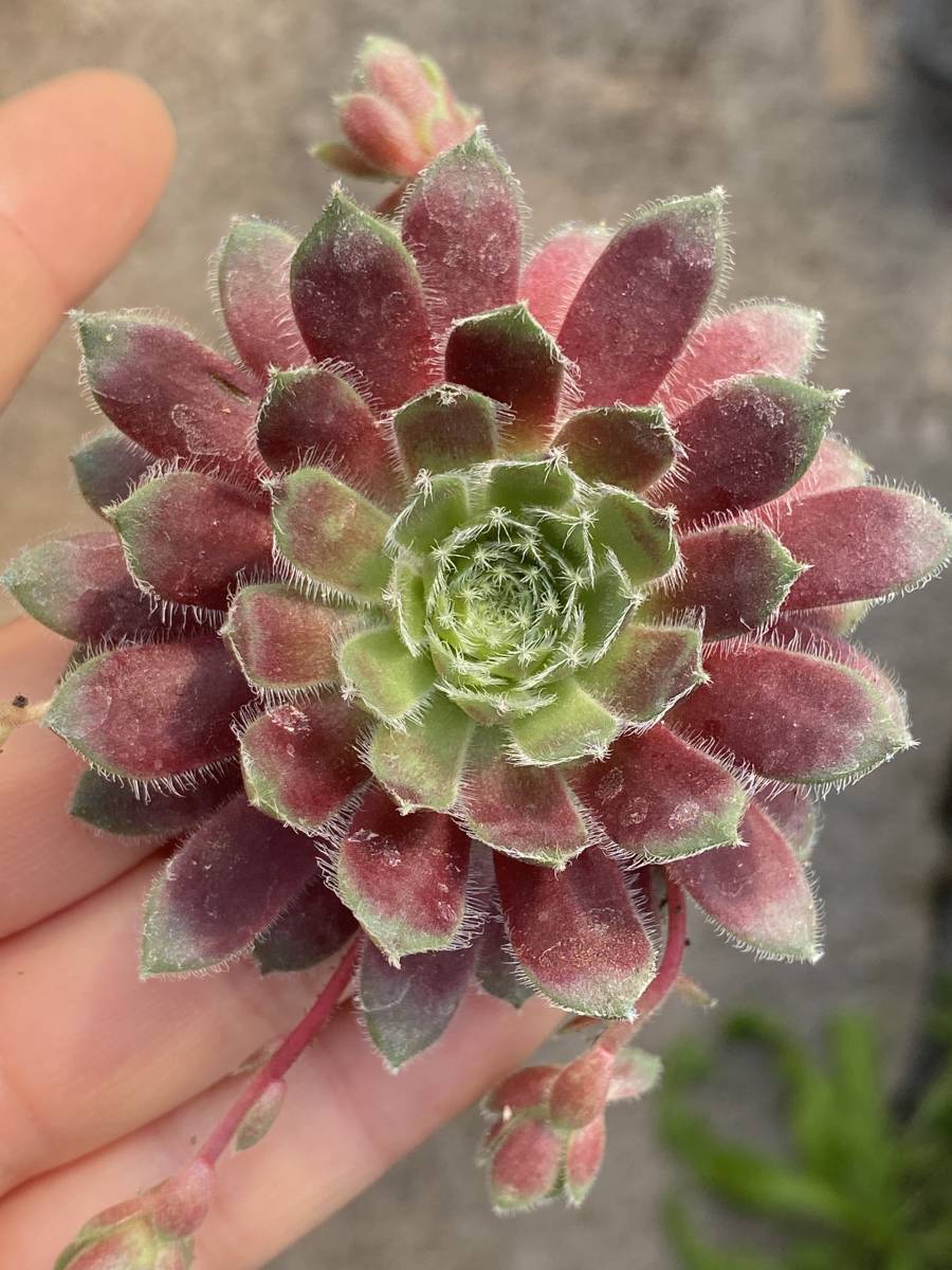 多肉植物 エケベリア ベンケイソウ科 センペルビブム属 25株 サボテン 観葉植物 花 園芸 東京在庫 最短当日出荷 Dbf106 サボテン 売買されたオークション情報 Yahooの商品情報をアーカイブ公開 オークファン Aucfan Com