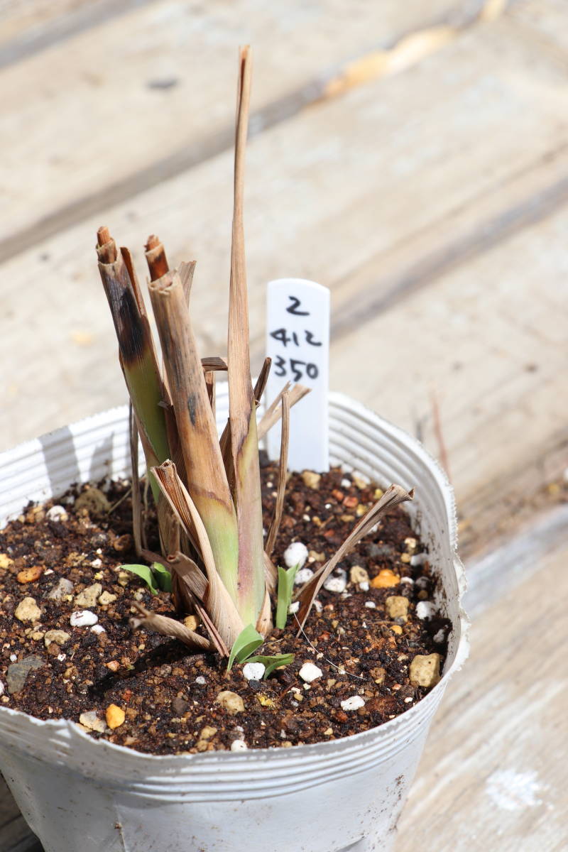 レモングラス 苗 ハーブ ブーケガルニに ２ ハーブ 売買されたオークション情報 Yahooの商品情報をアーカイブ公開 オークファン Aucfan Com