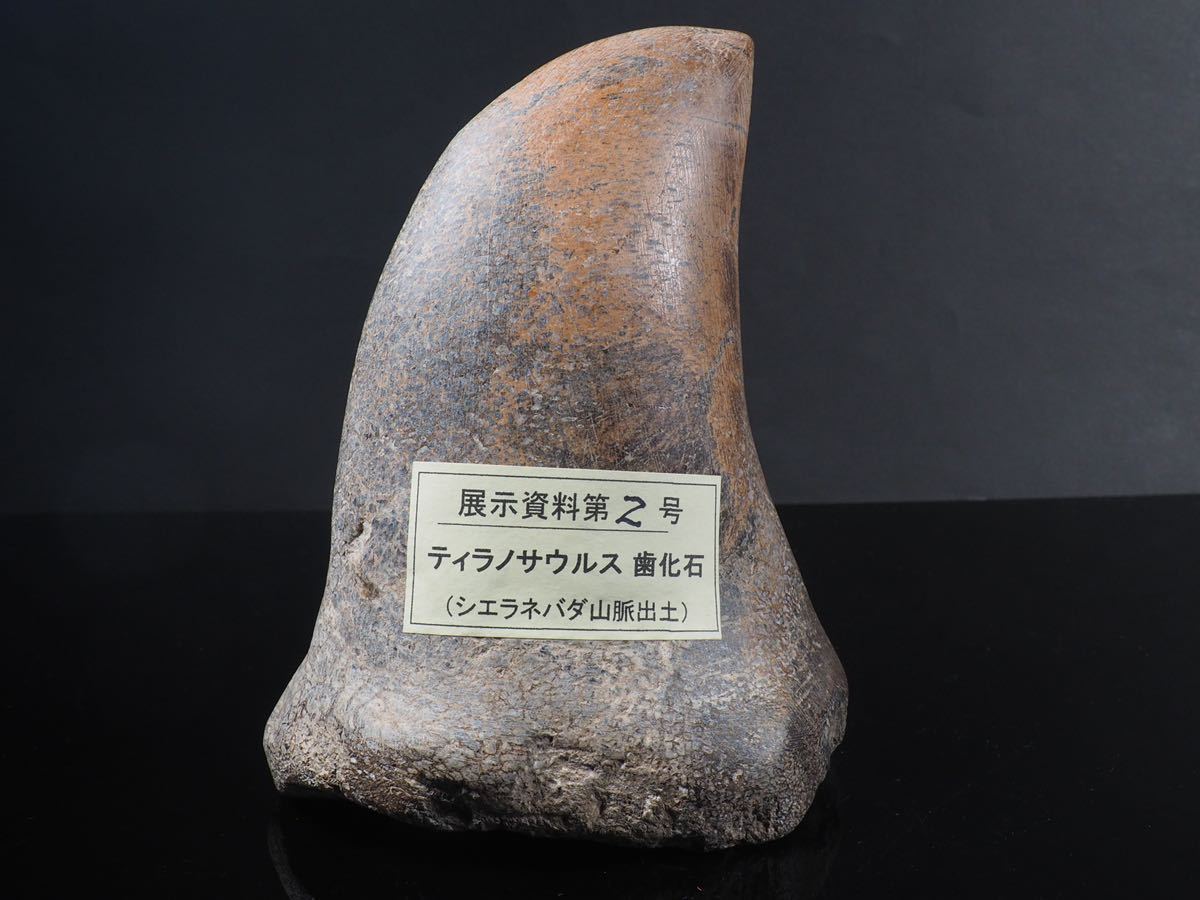 コレクション ティラノサウルス 歯化石 シエラネバダ山脈出土 その1 化石 売買されたオークション情報 Yahooの商品情報をアーカイブ公開 オークファン Aucfan Com