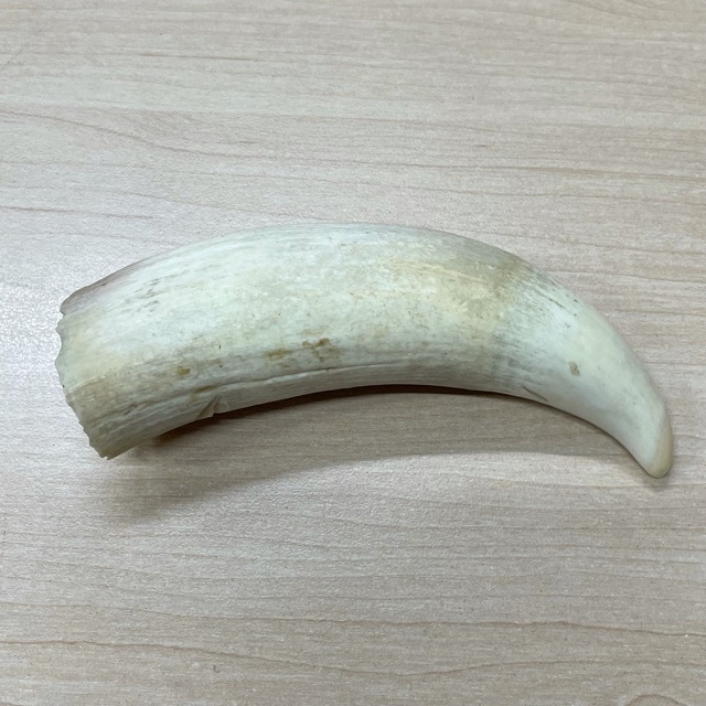 鯨の歯 牙 歯 クジラ ・ 公式通販 材料 印鑑 彫刻 骨 くじら 約174g - 鯨