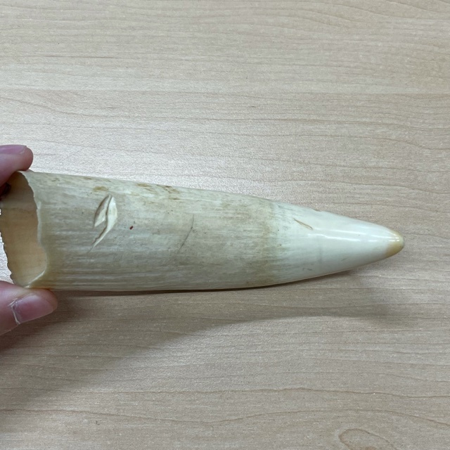 鯨の歯 牙 歯 クジラ ・ 公式通販 材料 印鑑 彫刻 骨 くじら 約174g - 鯨