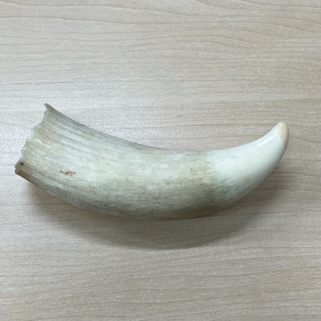 鯨の歯 牙 歯 クジラ ・ 公式通販 材料 印鑑 彫刻 骨 くじら 約174g - 鯨