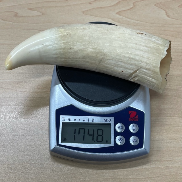 鯨の歯 牙 歯 クジラ ・ 公式通販 材料 印鑑 彫刻 骨 くじら 約174g - 鯨