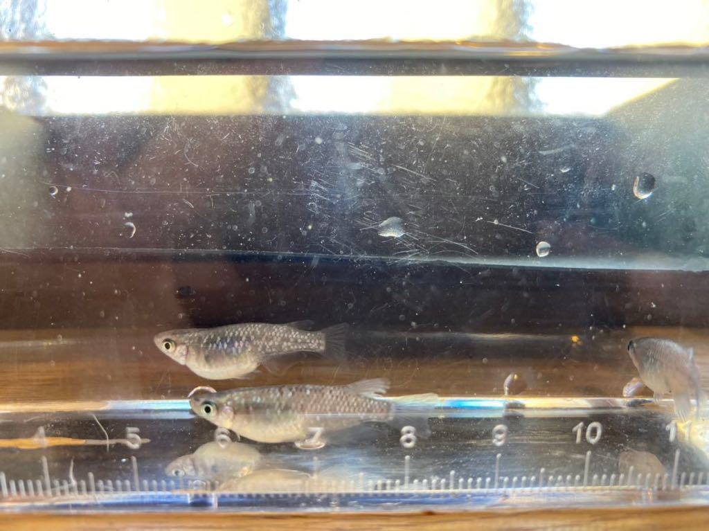 【めだ夏屋】夜桜×サファイア　有精卵20＋α めだか！_1