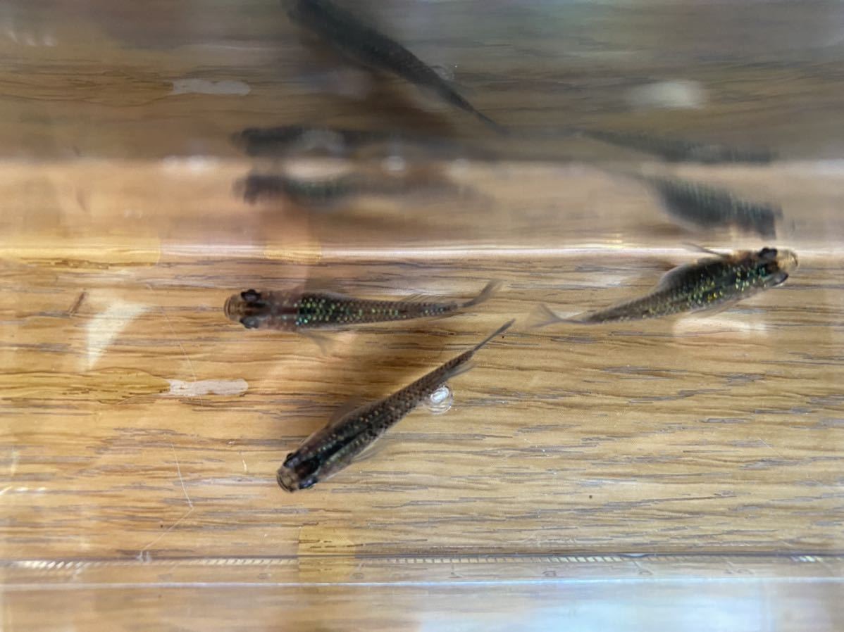 【めだ夏屋】夜桜×サファイア　有精卵20＋α めだか！_2