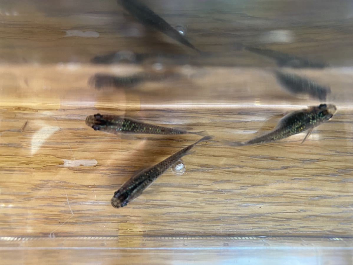 【めだ夏屋】夜桜×サファイア　有精卵20＋α めだか！_3