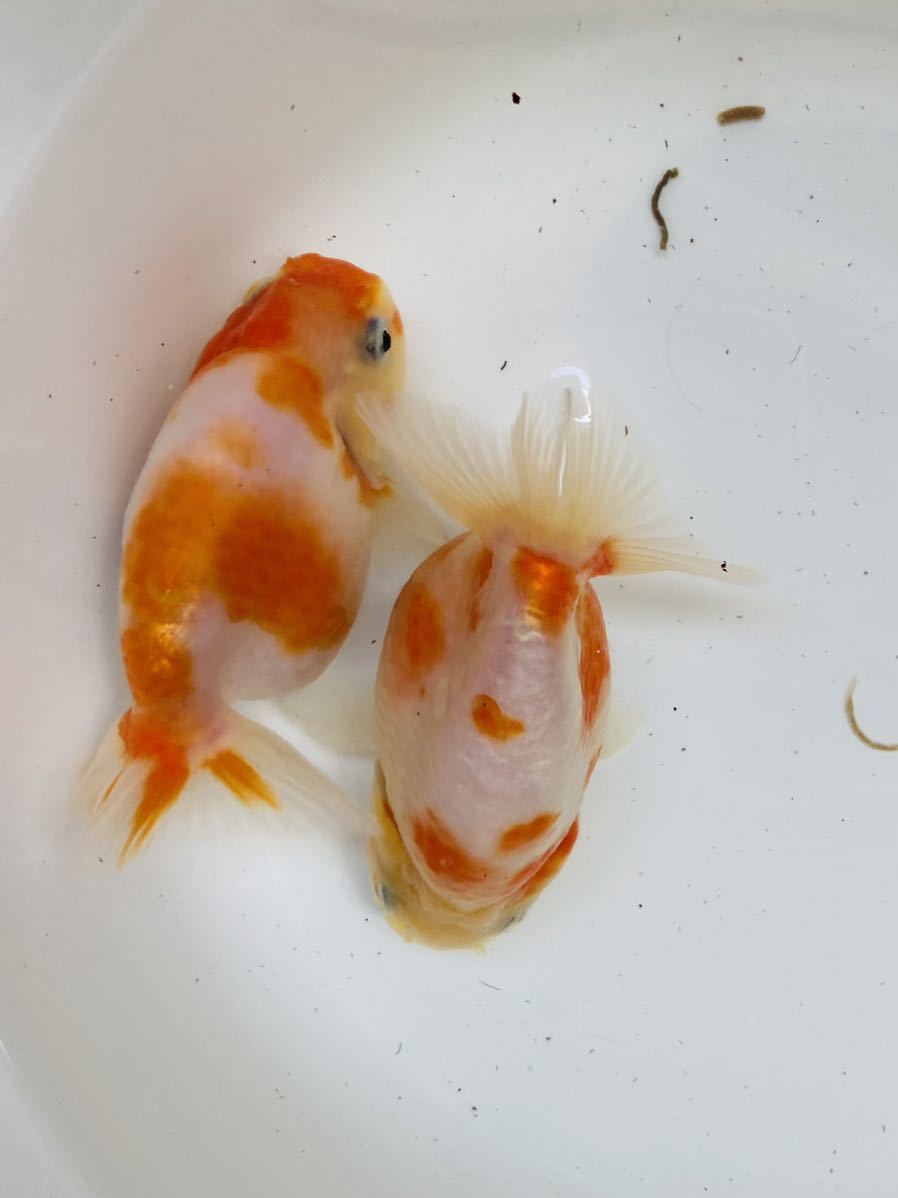 【定番，限定SALE】 桜錦 深見産 上物 2歳 約10cm 2匹セット(らんちゅう)｜売買されたオークション情報、yahooの商品情報をアーカイブ公開 - オークファン らんちゅう