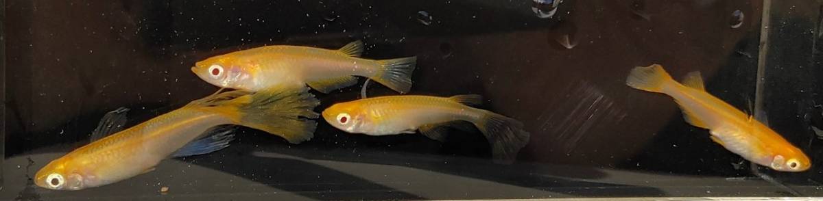 【現物出品】送料込み　卑弥呼　メダカ　成魚　２ペア（４匹）　【Harebaremedaka】春期　卑弥呼　親魚サイズ　ラストの１組_1