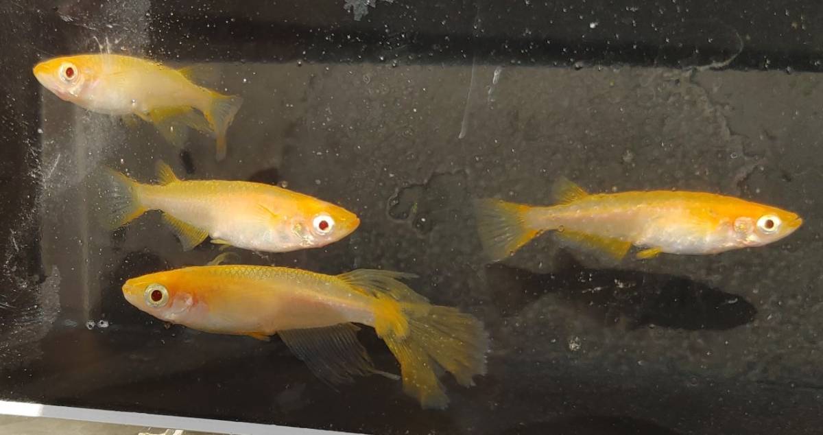 【現物出品】送料込み　卑弥呼　メダカ　成魚　２ペア（４匹）　【Harebaremedaka】春期　卑弥呼　親魚サイズ　ラストの１組_2