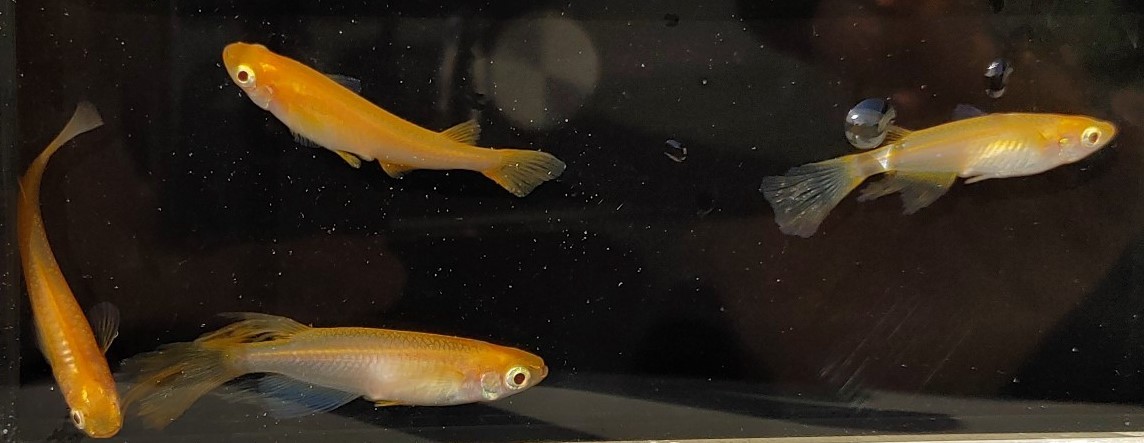 【現物出品】送料込み　卑弥呼　メダカ　成魚　２ペア（４匹）　【Harebaremedaka】春期　卑弥呼　親魚サイズ　ラストの１組_3