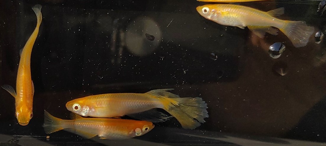 【現物出品】送料込み　卑弥呼　メダカ　成魚　２ペア（４匹）　【Harebaremedaka】春期　卑弥呼　親魚サイズ　ラストの１組_4