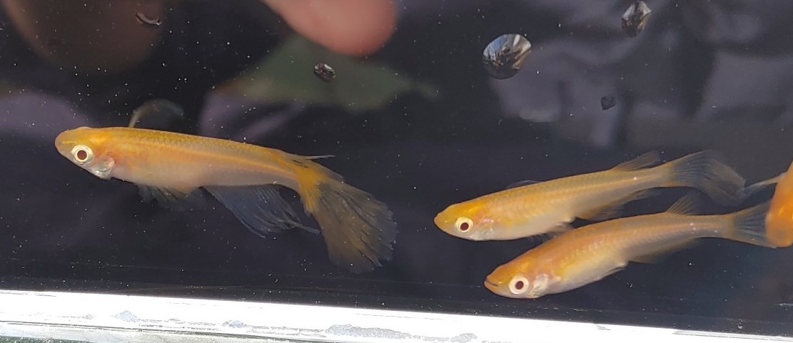 【現物出品】送料込み　卑弥呼　メダカ　成魚　２ペア（４匹）　【Harebaremedaka】春期　卑弥呼　親魚サイズ　ラストの１組_6