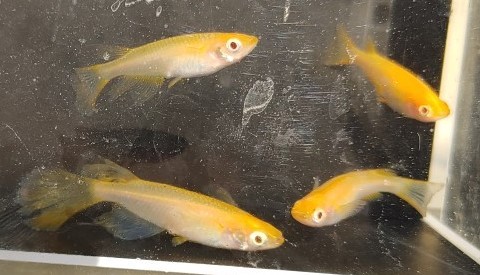 【現物出品】送料込み　卑弥呼　メダカ　成魚　２ペア（４匹）　【Harebaremedaka】春期　卑弥呼　親魚サイズ　ラストの１組_7