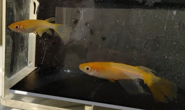 【現物出品】送料込み　卑弥呼　メダカ　成魚　２ペア（４匹）　【Harebaremedaka】春期　卑弥呼　親魚サイズ　ラストの１組_8